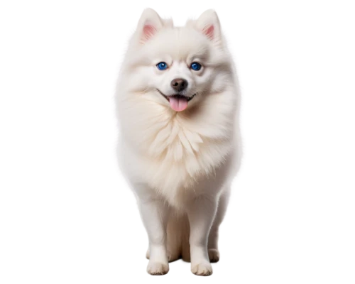 samoyedic,samoyed,white dog,atka,shoob,pyr,malamutes,siberian husky,transparent background,malamute,dog photography,dog pure-breed,inu,kishu,ein,dog breed,husky,portrait background,huskic,dog,Illustration,Realistic Fantasy,Realistic Fantasy 17