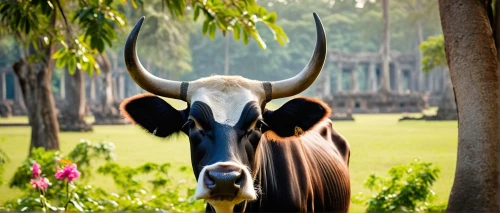 ankole,watusi cow,bakra,zebu,kulundu,horns cow,gaur,kabini,jallikattu,brahmans,kaziranga,dairy cow,carabao,mundari,mangalagiri,bakri,oxen,qurbana,watusi,chaibasa,Illustration,Retro,Retro 18