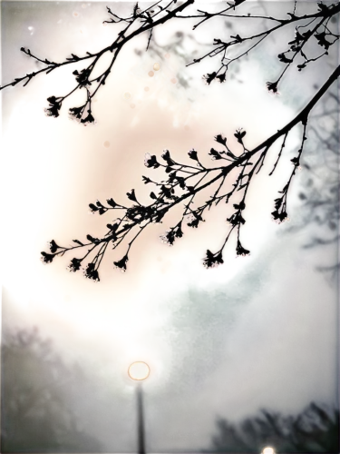 spring sun,cherry tree,multiple exposure,translucency,cherry branches,autumn frame,tree leaves,sunlight through leafs,sun reflection,pictorialist,photorefractive,cherry trees,foresees,bokeh effect,leaves frame,plum tree,round autumn frame,branchlets,plum blossoms,vignetting,Illustration,Black and White,Black and White 33