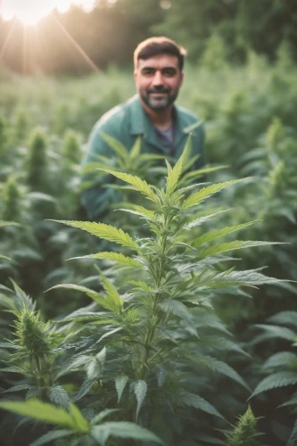 herbfarm,afghani,crop plant,huana,mugwort,cereal cultivation,janjaweed,kushman,herbsaint,nufarm,superweeds,christ plant,dad grass,marijuiana,jordanovski,reforestation,cropscience,landrace,weedkiller,megafarms,Photography,Natural