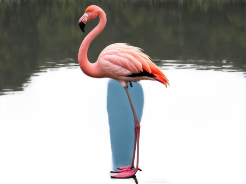 greater flamingo,phoenicopterus,phoenicopteridae,phoenicopteriformes,pink flamingo,flamingo,roseate spoonbill,flamingo couple,two flamingo,cuba flamingos,flamingos,flamininus,lawn flamingo,flamingoes,flamingo pattern,pinkola,pink flamingos,flamingo with shadow,cracidae,keoladeo,Photography,Documentary Photography,Documentary Photography 07