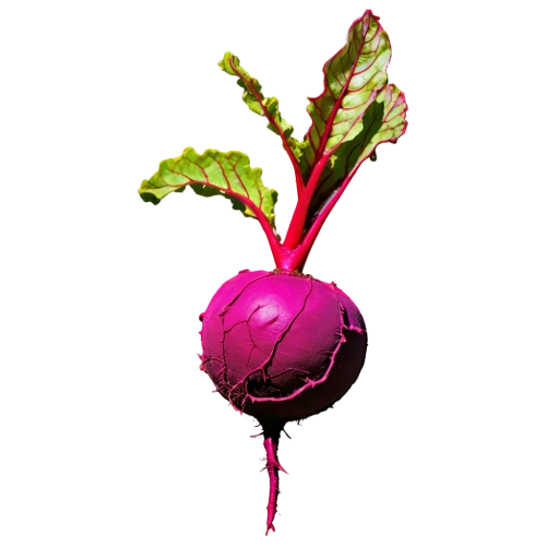 beetroot,beet,red beets,beetroots,radish,beetroot juice,beets,red carnation,amaranth,swiss chard,red cabbage,sorrel,acalypha,kohlrabi,radicchio,rumex,mesclun,red onion,bulbous plant,shiso,Conceptual Art,Sci-Fi,Sci-Fi 28