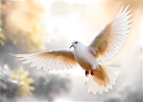 dove of peace,doves of peace,peace dove,white dove,fairy tern,beautiful dove,holy spirit,dove,white bird,white pigeon,black-winged kite,peacocke,doves,white grey pigeon,flying tern,little corella,royal tern,bird in flight,white pigeons,silver tern,Art,Classical Oil Painting,Classical Oil Painting 30