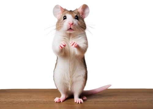 tikus,rat,palmice,rodentia,ratico,ratwatte,ratsirahonana,tibbett,ratto,hantavirus,rattiszell,rodenticide,jerboa,ratliffe,rodentia icons,ratchasima,rataje,rattazzi,ratterman,ratte,Illustration,Retro,Retro 03