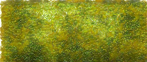 veil yellow green,hare tail grasses,green wheat,grasses in the wind,forest moss,sporophytes,sporophyte,seagrass,cordgrass,block of grass,the beach-grass elke,chameleon abstract,eelgrass,grass grasses,green grain,yellow grass,seagrasses,grass seeds,feather bristle grass,blades of grass,Illustration,Retro,Retro 06