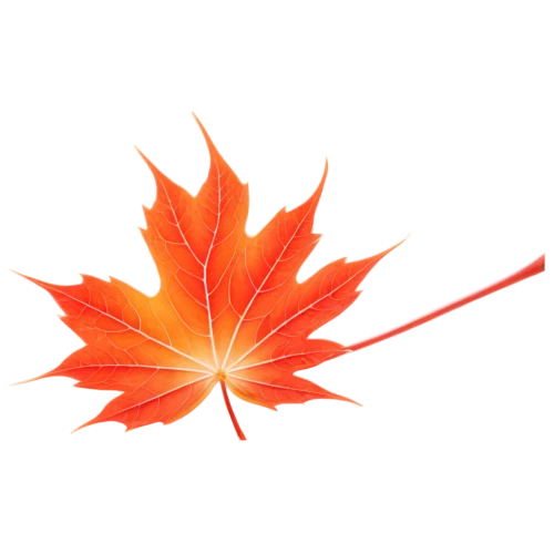 red maple leaf,maple leaf red,leaf background,yellow maple leaf,garrison,maple leave,maple leaves,maple foliage,red leaf,diwali banner,diwali background,defence,diwali wallpaper,sunburst background,spring leaf background,maple shadow,harpertorch,maple bush,garrisoned,fall leaf,Photography,Fashion Photography,Fashion Photography 13