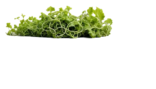 green wallpaper,bryophyte,azolla,microalgae,brassica,petascale,chloropaschia,broccoli sprouts,aaa,sphagnum,sulforaphane,brocoli broccolli,broccolini,microflora,green bubbles,chloroplast,photosynthetic,moss saxifrage,cleanup,bryophytes,Illustration,American Style,American Style 03