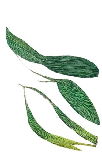 palm leaf,feather bristle grass,green wheat,blade of grass,elegans,green leaf,grass fronds,tropical leaf,grass blades,trumpet leaf,parrot feathers,wheat germ grass,grass lily,eelgrass,microalgae,fern leaf,grass,green grain,green snake,strand of wheat,Illustration,Vector,Vector 13