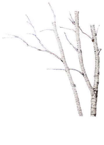 birch tree background,birch tree,cherry branches,lilac branch,birch trees,birch,birch tree illustration,cherry branch,lilac branches,betula,birch forest,bare branch,snow trees,cherry blossom branch,a sprig of white lilac,snow tree,currant branch,tree white,hoarfrost,white lilac,Illustration,American Style,American Style 10