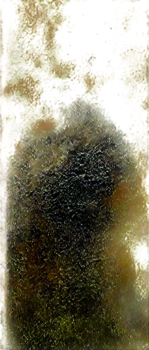 varroa,pipistrellus,trichoderma,xanthomonas,bitumen,frosted glass pane,trichophyton,window glass,glass pane,rain on window,pipistrelle,opaque panes,pinholes,dentata,avicularia,amphibole,igel,microhylid,sfumato,tektite,Illustration,Abstract Fantasy,Abstract Fantasy 17