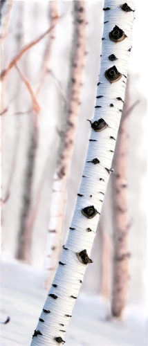 spines,filmstrip,film strip,corrugations,filmstrips,corrugated,extrusions,decorative arrows,ribbon barbed wire,extrusion,corrugation,birch trees,extrudes,metal segments,paper chain,barbed wire,perforators,abstract air backdrop,iron chain,sawfish,Conceptual Art,Daily,Daily 01