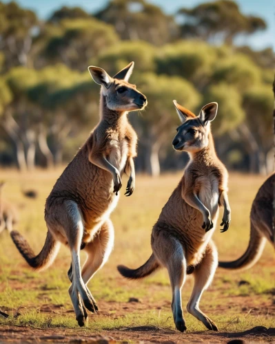 kangaroos,kangaroo mob,kangas,kangaroo,macropods,macropus,australian wildlife,kanga,marsupials,wallaroo,kangaroo with cub,cangaroo,eastern grey kangaroo,downunder,australiae,wallabies,australias,roos,aussies,australia,Conceptual Art,Fantasy,Fantasy 06