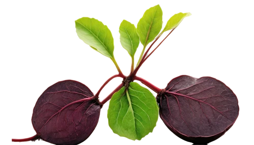 mesclun,sorrel,salad plant,lamb's lettuce,leaf lettuce,microgreens,swiss chard,pilea,orach,red beets,beefsteak plant,fig leaf,acalypha,cabbage leaves,photosynthetic,peperomia,chloropaschia,beetroot,anthocyanin,tobacco leaves,Illustration,Vector,Vector 13