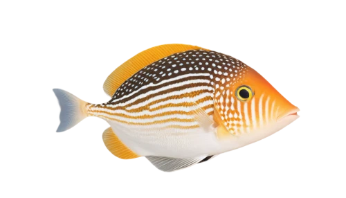 butterflyfish,discus fish,boxfish,gradient mesh,butterfly fish,gourami,triggerfish,pufferfish,lemon butterflyfish,angelfish,nautilus,cinema 4d,wavevector,discus cichlid,glassfish,fugu,sunfish,discus,webgl,pilgrim shell,Photography,Black and white photography,Black and White Photography 11