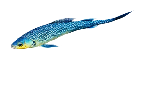 arowana,oreochromis,coelacanth,blue fish,dartfish,cychropsis,arowanas,blue stripe fish,barracuda,gourami,killifish,sarcopterygian,zebrafish,cicala,barramundi,tarpon,cyprinid,haplochromis,cichlid,guardfish,Photography,Fashion Photography,Fashion Photography 23