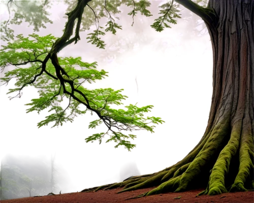 metasequoia,cartoon video game background,forest tree,forest background,devilwood,arboreal,arbre,chestnut forest,redwood tree,oak tree,background vector,fir forest,nature background,tree canopy,oaktree,deciduous forest,mirkwood,tree grove,maple tree,fangorn,Art,Artistic Painting,Artistic Painting 28