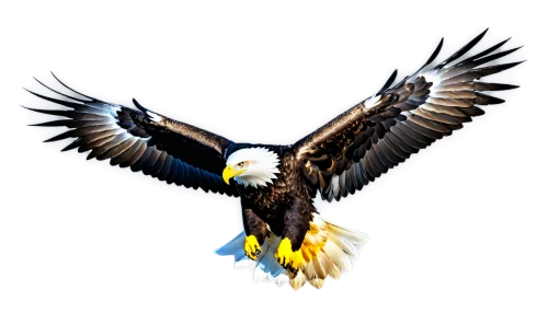 eagle vector,eagle illustration,eagle,eagle drawing,bald eagle,sea eagle,african eagle,american bald eagle,sea head eagle,of prey eagle,african fishing eagle,mongolian eagle,fish eagle,finagle,imperial eagle,eagle eastern,eagleman,eagle head,gray eagle,soar,Illustration,Realistic Fantasy,Realistic Fantasy 37