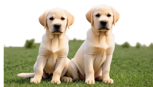 labradors,goldens,retrievers,defence,labrador retriever,aaa,defense,aa,aaaa,dogana,two dogs,service dogs,golden retriever,dog photography,beagles,labrador,golden retriver,raid,wavelength,dog pure-breed,Conceptual Art,Fantasy,Fantasy 08