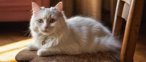 british longhair cat,white cat,siberian cat,cats angora,angora,colotti,hairtail,maincoon,longhaired,snowbell,cat european,lionhead,cat image,breed cat,ragdoll,european shorthair,himalayan persian,domestic cat,fluffy tail,birman,Art,Classical Oil Painting,Classical Oil Painting 06