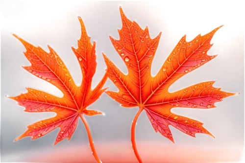 red maple leaf,maple leaf red,yellow maple leaf,maple foliage,maple leaves,leaf maple,red leaf,maple leave,leaf background,red leaves,autumn leaf,acer japonicum,autumn background,autumn frame,autumn icon,fall leaf,maple seeds,maple tree,beech leaf,maple bush,Conceptual Art,Sci-Fi,Sci-Fi 03