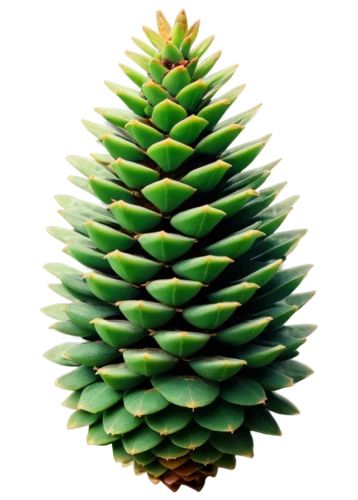 conifer cone,bunya,pine cone,fir cone,pine cone ornament,pine flower,pine cone pattern,spruce cones,cupressaceae,conifer cones,pinecone,fir tree,fir branch,pineios,fir needles,araucaria,pinecones,picea,conifer,fir tree ball,Art,Artistic Painting,Artistic Painting 51