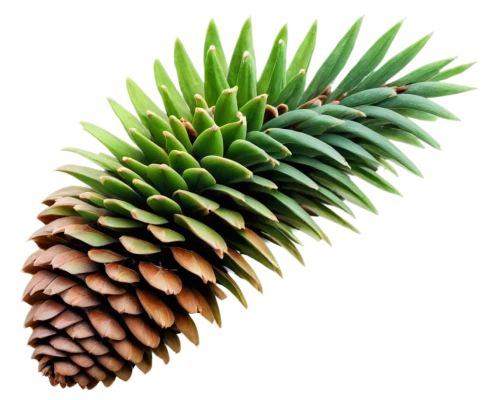 conifer cone,pine cone,conifer cones,pinecone,pine cone pattern,fir cone,pine cone ornament,bunya,cycad,pine flower,douglas fir cones,pinecones,spruce cones,cycas,pteridium,pineapple plant,pineapple background,araucaria,cyathea,pine needle,Photography,Documentary Photography,Documentary Photography 34