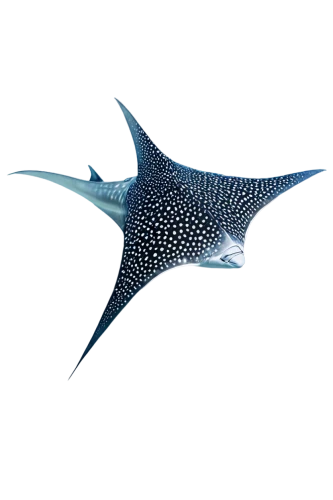 manta ray,reef manta ray,manta rays,dorsal fin,gradient mesh,manta,liopleurodon,northern whale dolphin,triangularis,guitarfish,cetacean,tursiops,blue whale,dolphin background,whale,voronoi,pliosaurus,diving fins,balaenoptera,constellation swordfish,Conceptual Art,Daily,Daily 05