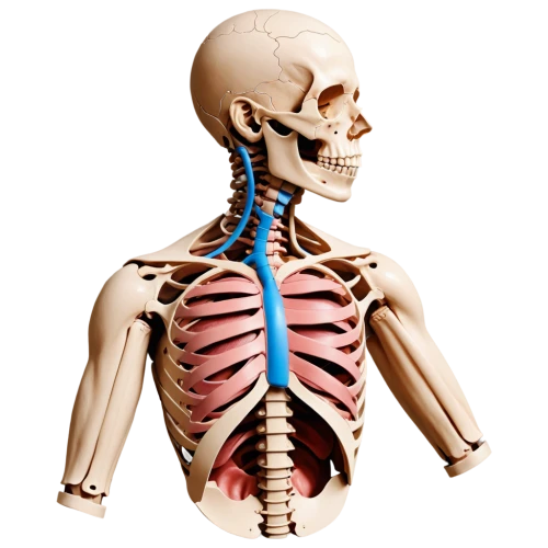 human skeleton,skeletal,skeleton,vintage skeleton,skeletal structure,sternocleidomastoid,osteopath,osteoporotic,musculoskeletal,skelemani,osteopathy,periorbital,scoliosis,osteoporosis,anatomical,skeleltt,osteopathic,medical illustration,rib cage,ribcage,Illustration,Black and White,Black and White 25