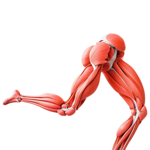 microcirculation,muscular system,rhabdomyolysis,neurorehabilitation,arteriovenous,musculoskeletal,biomechanically,neuromuscular,connective tissue,vasodilation,myofascial,aerobically,neurovascular,kinesiology,musculature,rmuscles,electrostimulation,acupuncturists,electrophysiological,adductor,Illustration,Paper based,Paper Based 19