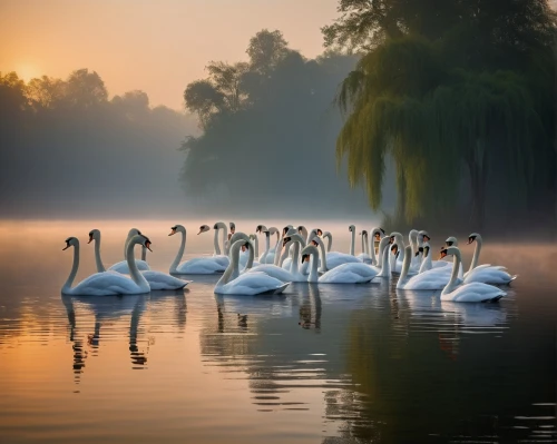 swan lake,trumpeter swans,swans,swan family,canadian swans,young swans,baby swans,swan pair,swanning,trumpet of the swan,cygnets,swan,white swan,greater flamingo,mute swan,trumpeter swan,flamingoes,swansong,swan on the lake,migratory birds,Illustration,Retro,Retro 26