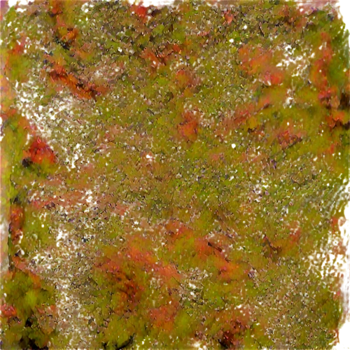 azolla,sphagnum,palmatum,bryophyte,maple foliage,liverwort,forest moss,bryophytes,lichens,lichen,autumn leaf paper,biofilm,terrazzo,microflora,hydrilla,brown mold,tree moss,dermatophytes,stigmella,selaginella,Illustration,Vector,Vector 09