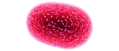 hypercholesterolemia,ovule,mitochondrion,ovules,vesicles,azoospermia,epididymis,spermatozoa,blastula,lipoprotein,microvesicles,golgi,eosinophil,embryogenesis,menorrhagia,klebsiella,intracytoplasmic,spermatogenesis,eukaryote,spermatogonia,Illustration,American Style,American Style 12