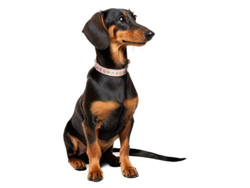 pinscher,doberman,dachshund yorkshire,oberweiler,doberan,dachshund,dobie,coonhound,daxi,derivable,dobermans,dobermannt,dober,airedale,sahlen,scenthound,rottweiler,cunigunde,female dog,raja,Art,Classical Oil Painting,Classical Oil Painting 39