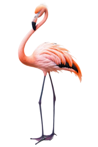flamingo,greater flamingo,pink flamingo,two flamingo,flamingo with shadow,flamingo couple,flamingos,lawn flamingo,flamingoes,phoenicopterus,flamininus,bird png,flamingo pattern,cuba flamingos,pink flamingos,phoenicopteridae,grey neck king crane,phoenicopteriformes,3d model,pinkola,Conceptual Art,Daily,Daily 27