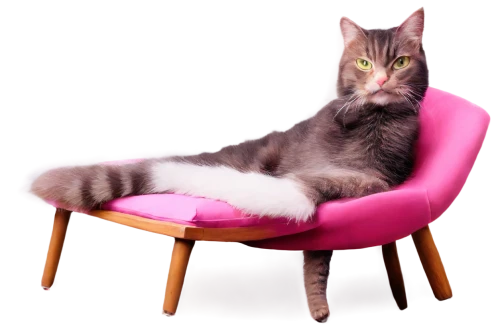 pink chair,pink cat,pink background,chaise,the pink panter,chaise lounge,armchair,cat image,recliner,ekornes,rocking chair,chairwoman,moggie,suara,cat vector,pressel,the pink panther,moppet,decliner,european shorthair,Illustration,Realistic Fantasy,Realistic Fantasy 24