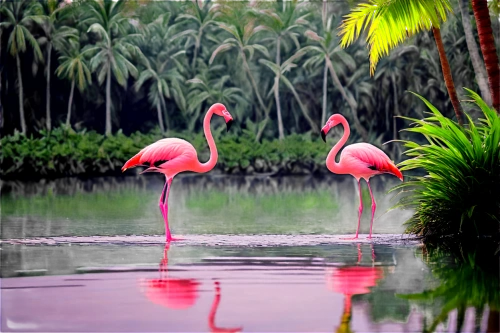flamingo couple,cuba flamingos,flamingos,flamingoes,two flamingo,pink flamingos,pink flamingo,flamingo,tropical birds,flamencos,greater flamingo,flamingo pattern,tropical animals,pantanal,neotropical,flamingo with shadow,bird island,palmeras,lawn flamingo,spoonbills,Photography,Documentary Photography,Documentary Photography 30