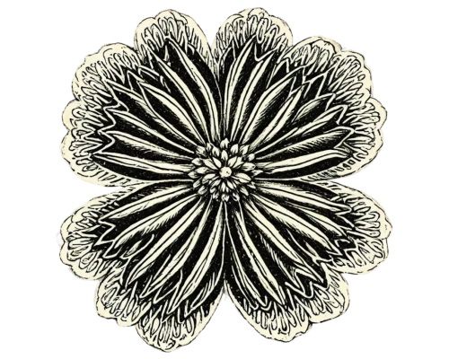 chrysanthemum background,celestial chrysanthemum,chrysanthemum,flowers png,the white chrysanthemum,white chrysanthemum,decorative flower,retro flower silhouette,flower illustration,garland chrysanthemum,flower drawing,chrysanthemum flowers,star anemone,siberian chrysanthemum,floral ornament,chrysanthemum grandiflorum,bicolored flower,flower line art,garden chrysanthemum,flower design,Illustration,Retro,Retro 24