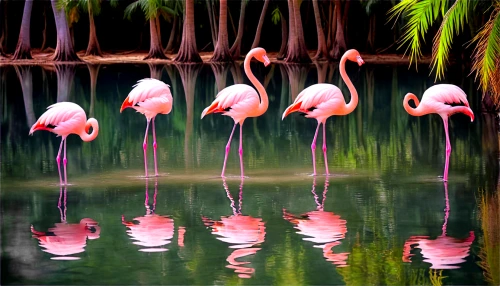 cuba flamingos,flamingoes,flamingos,flamingo couple,pink flamingo,pink flamingos,greater flamingo,two flamingo,tropical birds,flamingo,spoonbills,flamencos,bird island,flamingo pattern,tropical animals,ibises,pantanal,colorful birds,the pantanal,amazonia,Illustration,Black and White,Black and White 25