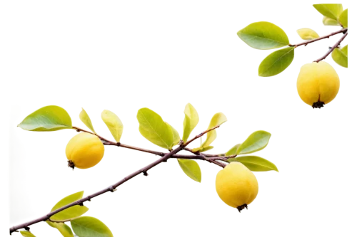 lemon background,quince decorative,fruit blossoms,mistletoe berries,yellow plums,yellow ball plant,lemon wallpaper,argan tree,pear quince,lemon tree,kiwi lemons,spring leaf background,rhamnus,catkins,forsythia,pears,yellow fruit,pear cognition,spring background,argan trees,Illustration,American Style,American Style 12