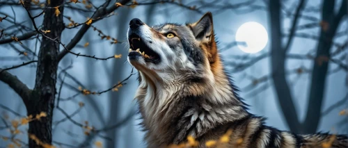howling wolf,long-eared owl,ringtail,eared owl,howl,hoopoes,treecreepers,southern white faced owl,arms outstretched,screaming bird,singing hawk,woodhoopoes,eagle owl,european eagle owl,sciurus carolinensis,ring tailed lemur,eurasia eagle owl,wassailing,eurasian eagle owl,owl nature,Illustration,Abstract Fantasy,Abstract Fantasy 11