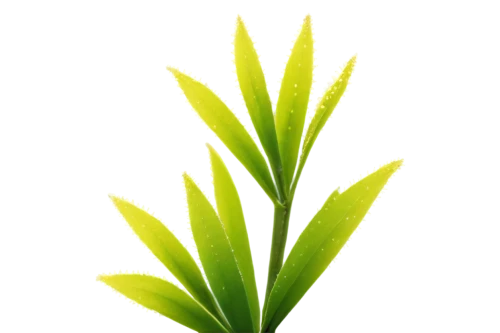 cyperus,spring leaf background,citronella,pineapple background,palm tree vector,aloe vera leaf,asparagaceae,leaf background,tropical leaf,paleobotany,pineapple lily,sweet grass plant,lomandra,asplenium,sunburst background,cactus digital background,pinya,green leaf,pineapple plant,cycas,Illustration,Paper based,Paper Based 19