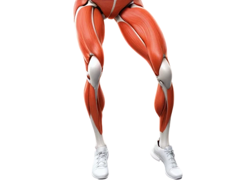 muscular system,biomechanically,biomechanist,osteoporotic,gluteus,adductor,musculoskeletal,vastus,cyberathlete,muscle angle,exoskeleton,anteroposterior,3d model,glucosamine,sciatica,polykleitos,exoskeletal,hamstrings,hindlimbs,valgus,Illustration,Paper based,Paper Based 06