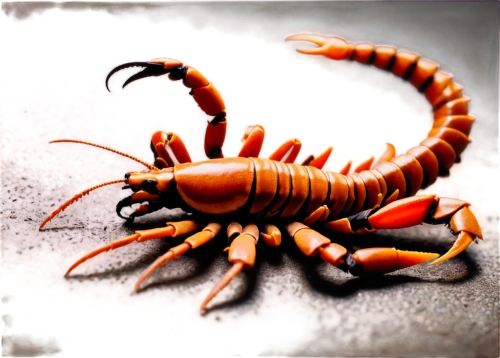 pseudoscorpions,earwig,procambarus,miniopterus,oviposit,homarus,eurypterid,arthropod,freshwater crayfish,crayfish 1,river crayfish,the crayfish 2,ovipositor,myriapods,yponomeutidae,crayfish,centipede,scorpii,scorpio,skeneidae,Unique,Paper Cuts,Paper Cuts 07