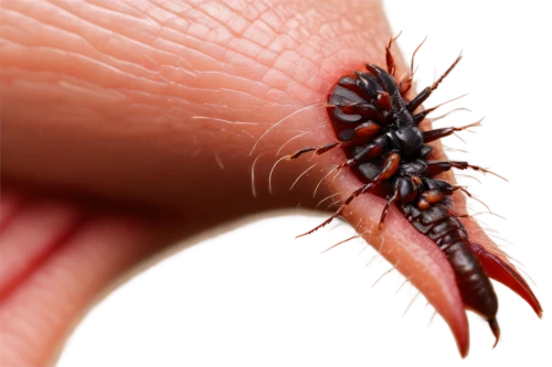 millipedes,millipede,oviposit,myriapods,porcellio,eyelash,ovipositor,oak sawfly larva,larval,botfly,pediculus,scrobipalpa,pediculosis,insectivorous,spilosoma,annelids,polychaete,microchipped,caterpillar,mealybug,Illustration,American Style,American Style 06