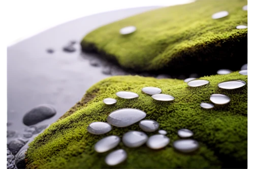 moss landscape,dewdrops,green bubbles,waterdrops,dew drops,duckweed,azolla,dew droplets,microworlds,water drops,droplets,hydrophobicity,mushroom landscape,water droplets,texturing,hydrophobic,frozen dew drops,lichen,dew on grass,dew,Conceptual Art,Fantasy,Fantasy 03