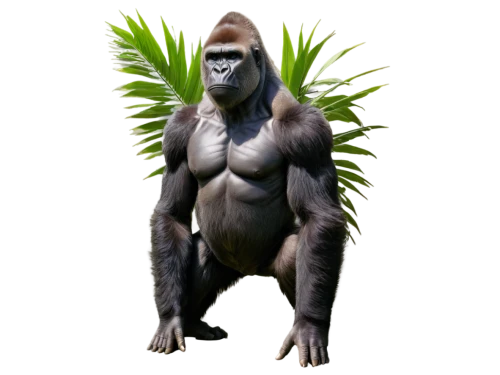 shabani,virunga,gorilla,jarawa,palaeopropithecus,prosimian,ape,gigantopithecus,orangutan,uakari,orang utan,penan,utan,ebz,haramirez,primate,afarensis,australopithecine,simian,apeman,Illustration,Vector,Vector 14