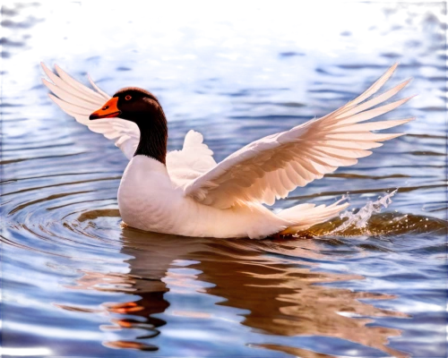 swan on the lake,white swan,american merganser,nile goose,swan lake,cayuga duck,duck on the water,water bird,water fowl,constellation swan,young swan,vuelo,merganser,waterfowl,snow goose,bird in flight,gwe,swan,swanning,dove of peace,Illustration,Realistic Fantasy,Realistic Fantasy 39