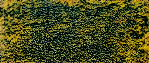 coniferous forest,coniferous,yellow wallpaper,larch discoloration,puccinia,gorse,vegetation,tree texture,forest moss,degenerative,spruce trees,loosestrife,shrub,donwood,larch forests,cypresses,drone image,wavelet,arborvitae,spruce forest,Photography,Documentary Photography,Documentary Photography 24