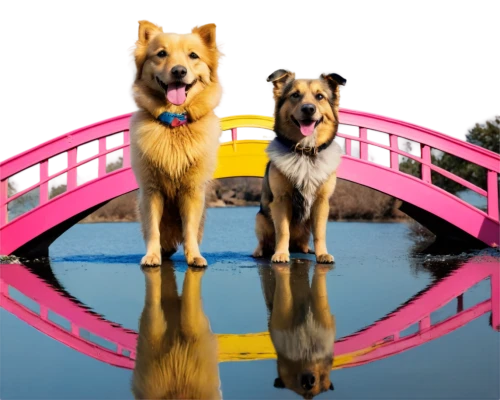 color dogs,dog frame,german shepards,akitas,alsatians,two dogs,schnauzers,malinois and border collie,two running dogs,rainbow bridge,doghouses,watchdogs,mirroring,dog photography,gsd,rescue dogs,pink background,kennels,honden,woofers,Photography,Fashion Photography,Fashion Photography 16