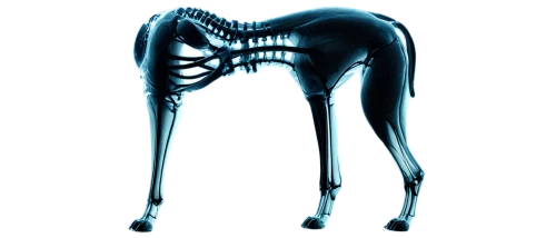 osteoarthritis,osteomyelitis,osteocalcin,osteoporotic,musculoskeletal,osteopath,osteomalacia,orthopedics,osteitis,osteopenia,osteogenic,philoxenus,radiograph,orthophosphate,tendinous,kyphosis,sacroiliac,psoas,osteopathy,osteopathic,Illustration,Paper based,Paper Based 15